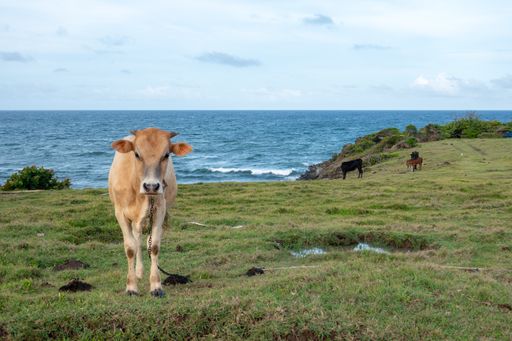 An adorable cow tied in a pasture by the ocean in daylight