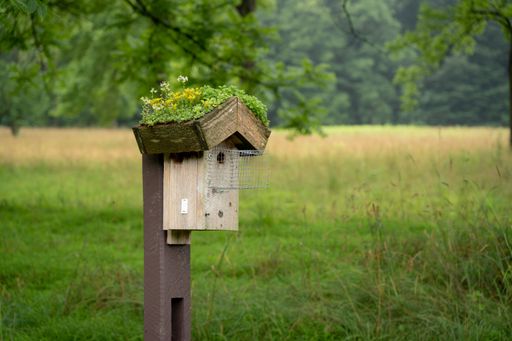 A tree swallow birdhouse on a post with flowers on its roof