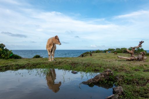 A cow tied in a pasture by the side of a sea