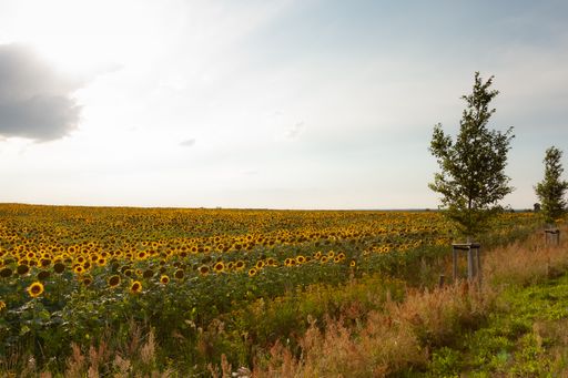 A field of bright yellow sunflowers against an overcast sky.