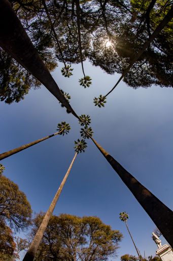 A vertical low angle shot of the tall palm trees under the clear blue sky