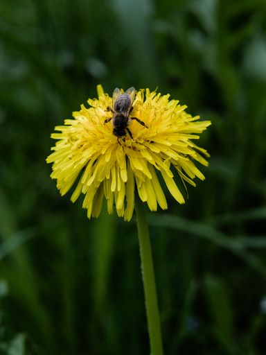 A vertical shot of a fly on a yellow dandelion in a field under the sunlight with a blurry background