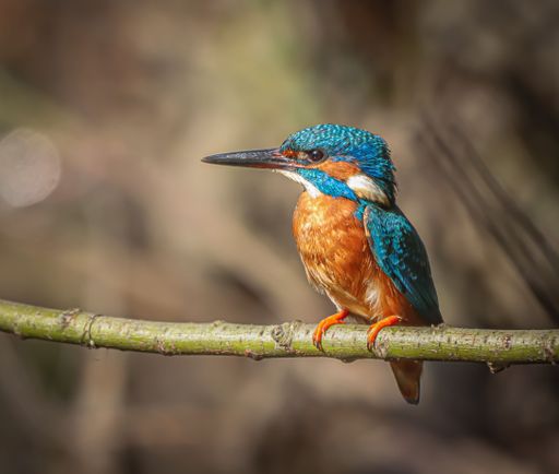 A vibrant kingfisher perched on a branch with a blurred natural background