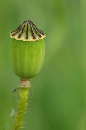 Close-up of a green poppy seed pod with a blurred green background