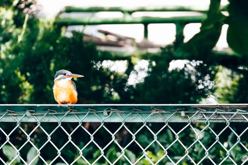 A vibrant kingfisher perched on a chain-link fence with a blurred green background.