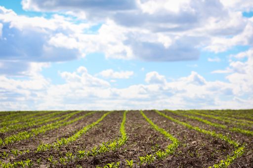 A wide view of a field with young crops under a partly cloudy sky.