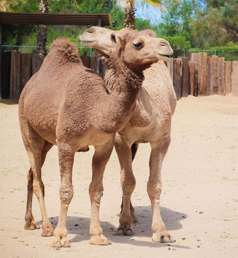 The two camels standing close together in a sandy enclosure at a zoo on a sunny day
