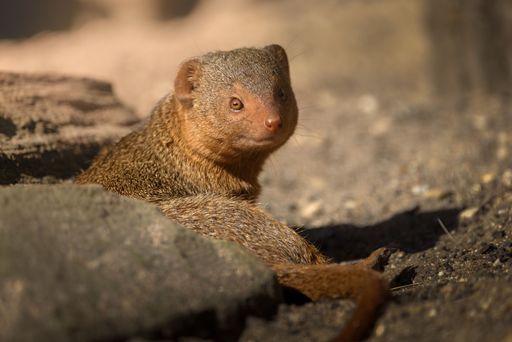 A close-up of a small alert mongoose perched on a rock against blur background
