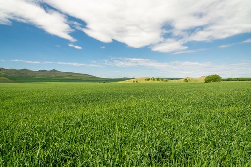 A beautiful cultivated green field on a blue sky background