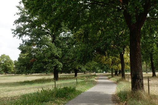 An empty path through an extensive park on a sunny day