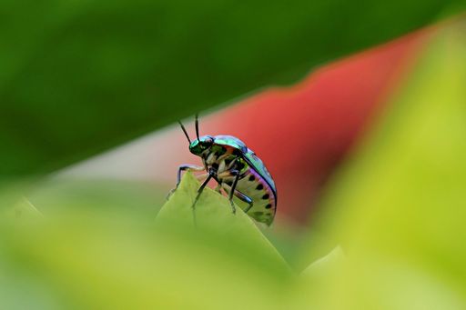 A Close-up of a colorful beetle on a leaf with a blurred green and red background