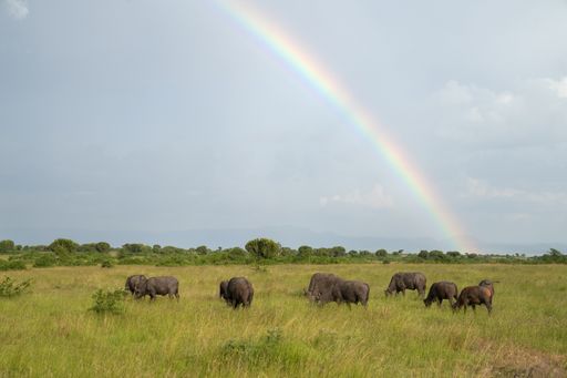 A landscape of Queen Elizabeth National Park with a herd of buffalos against the rainbow sky, Uganda