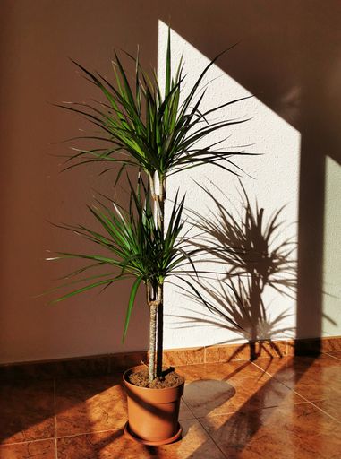A vertical shot of a tall green house plant growing into a healthy tree in the sunny corner of a house
