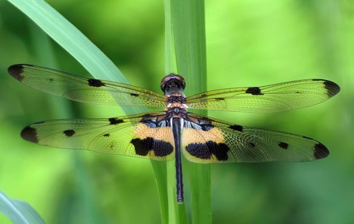 A closeup of a dragonfly with transparent wings perched on a green leaf in a natural setting.