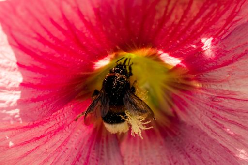 A closeup shot of a fly on a flower