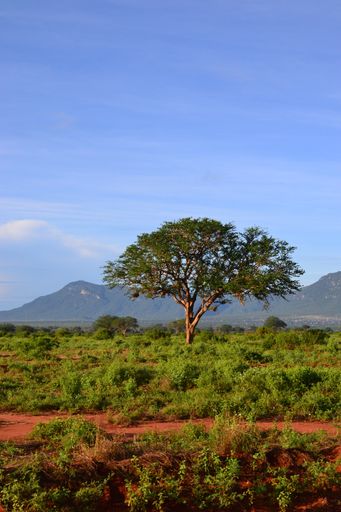 A lone tree in a vast green landscape with mountains in the background under a clear blue sky