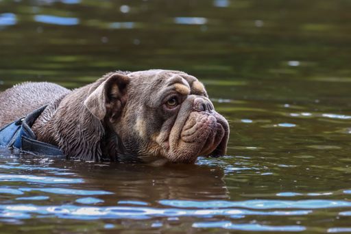 A close-up of a brown bulldog standing in water