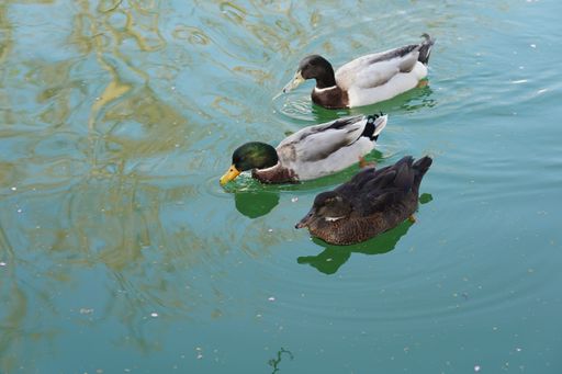 A high angle closeup shot of ducks swimming in a lake - perfect for background