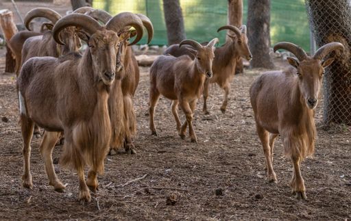 A group of Barbary sheep standing together in an outdoor enclosure at a zoo.