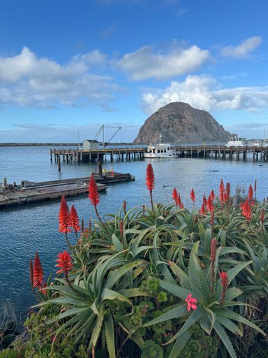 A scenic view of Morro Bay with vibrant red flowers in the foreground
