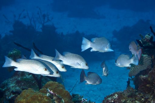 A closeup of a shoal of saltwater fish. Underwater life.