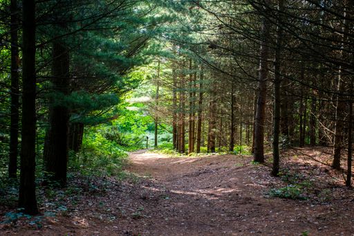 A rocky trail in a dense forest on a sunny day
