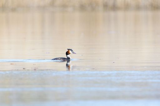 The Podiceps cristatus in the Duero River. Riberas de Castronuno Natural Park. Castronuno, Valladolid, Castilla y Leon, Spain