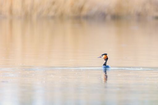 The Podiceps cristatus in the Duero River. Riberas de Castronuno Natural Park. Castronuno, Valladolid, Castilla y Leon, Spain