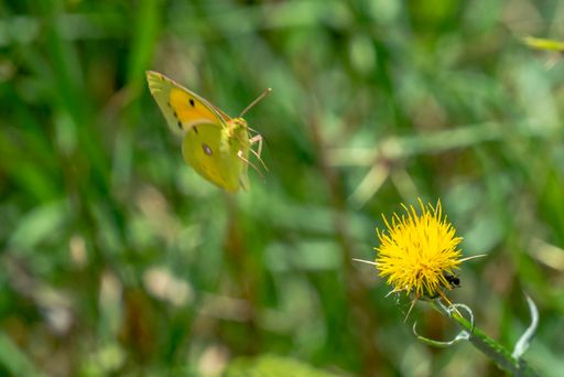 A closeup shot of a Pale clouded yellow flying near a flower