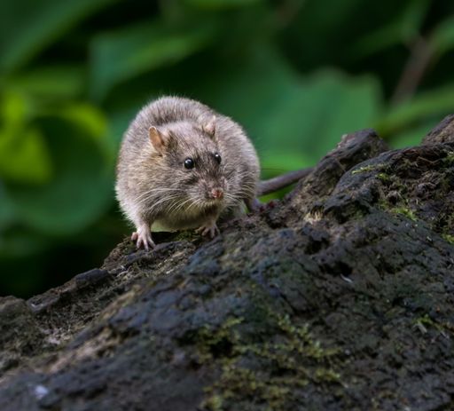 A close-up of a gray rat sitting on a tree trunk in a forest setting with leaves in the background