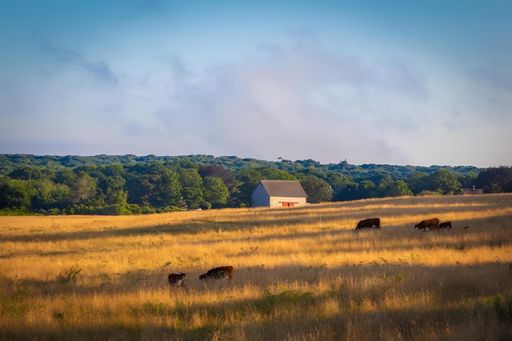 A picturesque rural landscape featuring a barn and grazing cows under a clear blue sky.