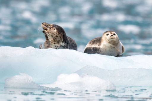 Two harbor seals amongst glacier ice flow in Kenai-Fjords National Park,Alaska