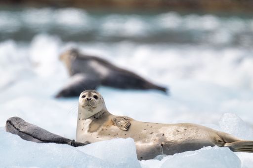 A close-up of a harbor seal resting on ice with another seal in the background