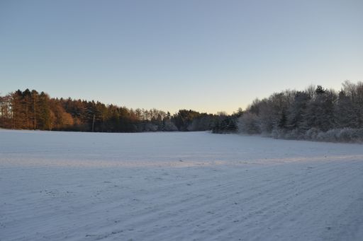 Snow-covered field with a forest in the background under a clear blue sky during winter