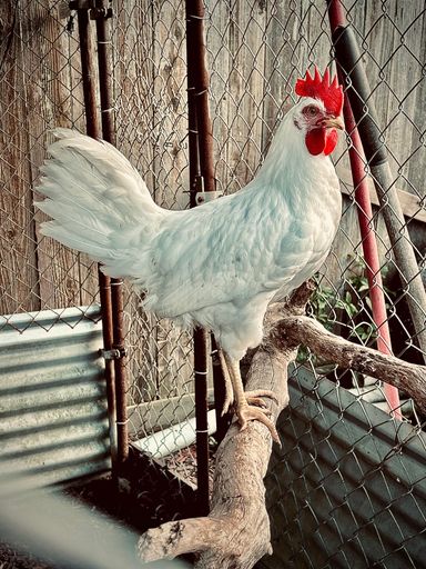 A white rooster perched on a branch inside a wire fence enclosure.