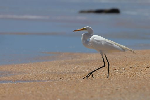 A white egret walking along the sandy beach with the ocean in the background on a sunny day
