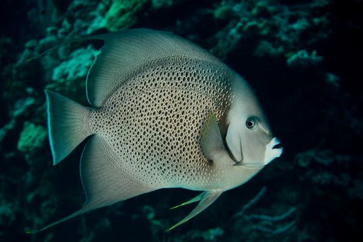 A selective focus shot of a fish deep in the water