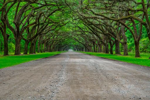 A picturesque tree formation at Wormsloe State Historic Site in Savannah, GA