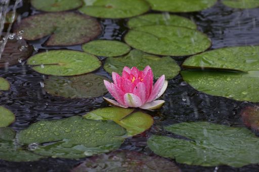 A closeup shot of a beautiful pink water lily flower surrounded by leaves on the water surface