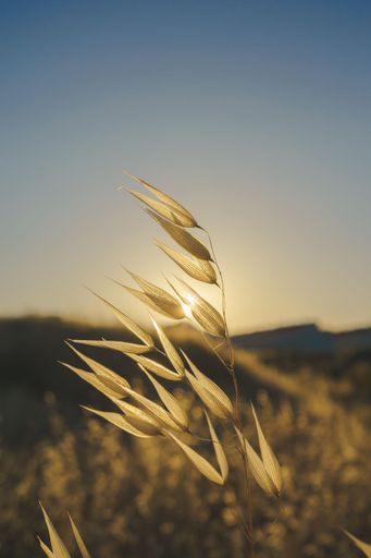 A close-up shot of a golden wheat plant against a clear blue sky during sunset
