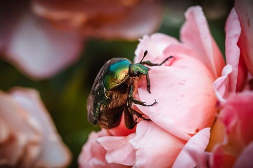 Green rose chafer flower chafer scarab beetle also Rosenkaefer sitting on a rose