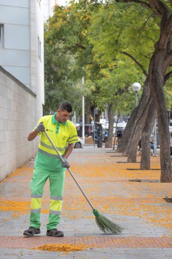Barcelona, Spain - June 12th 2024  - A middle-aged man clean up a street covered with tipuana flowers in La Plata area.