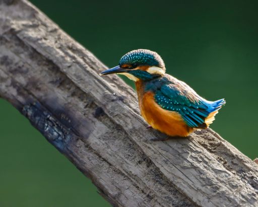 A common kingfisher perched on a branch in a natural habitat. River Cynon, South Wales