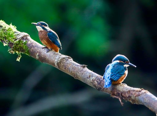 The two common kingfishers perched on a branch in a natural habitat. River Cynon, South Wales