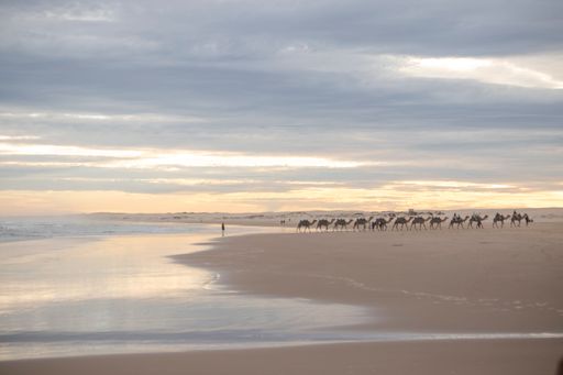 Camels walking along the beach at sunset with a beautiful sky and calm ocean waves.