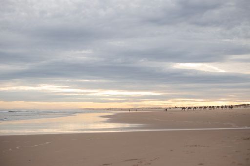 A tranquil beach scene at sunset with camels and people walking in the distance