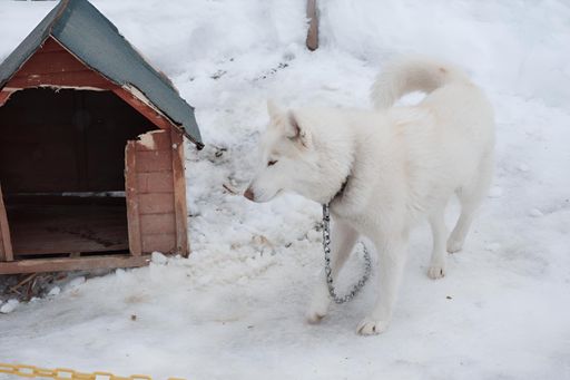 A white dog on a chain standing next to a wooden dog house in a snowy environment. Hokkaido
