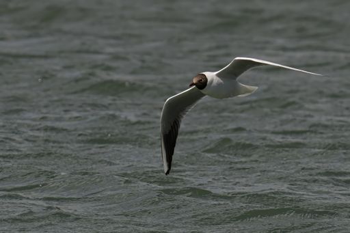 A black-headed gull (Chroicocephalus ridibundus) in flight over a rippling water surface on a sunny day