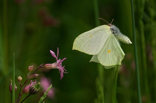 A closeup shot of a common brimstone butterfly (Gonepteryx rhamni) flying near a pink flower in a lush garden, with blur background
