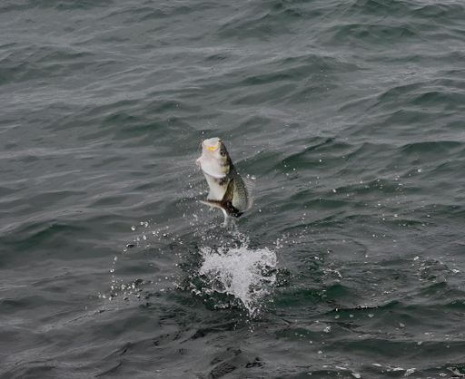 An Australian salmon hooked on a fishing line is jumping out of the water in Cape Reinga, New Zealand